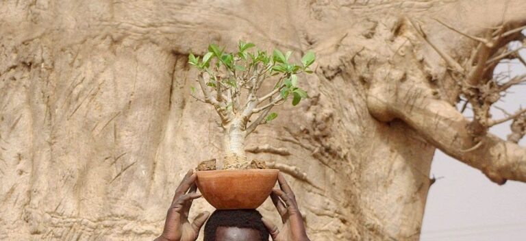Ein Baum fürs Leben: Baobab-Setzlinge aus Fairem Handel